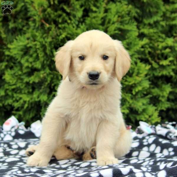 Sam, Golden Retriever Puppy