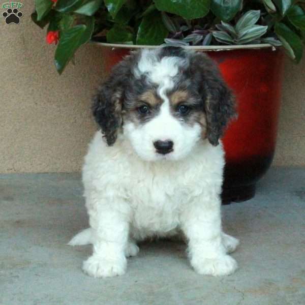 Samantha, Mini Bernedoodle Puppy