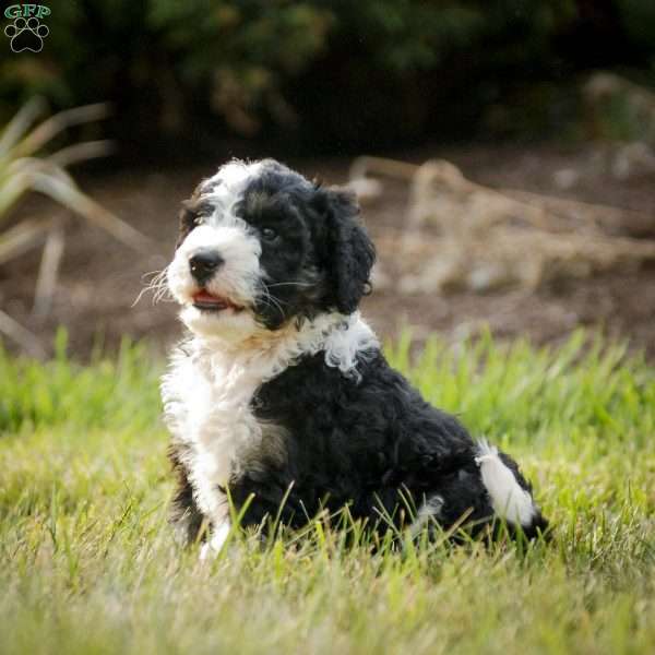 Samantha, Bernedoodle Puppy