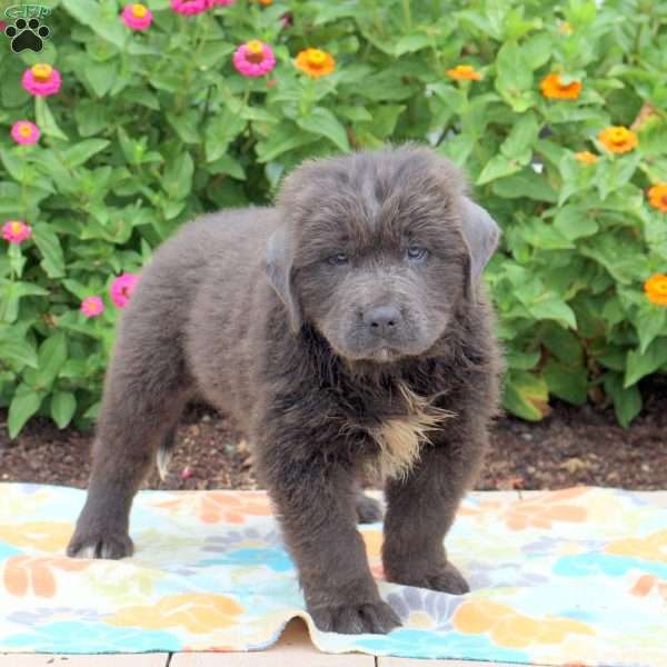 Sammy, Newfoundland Puppy