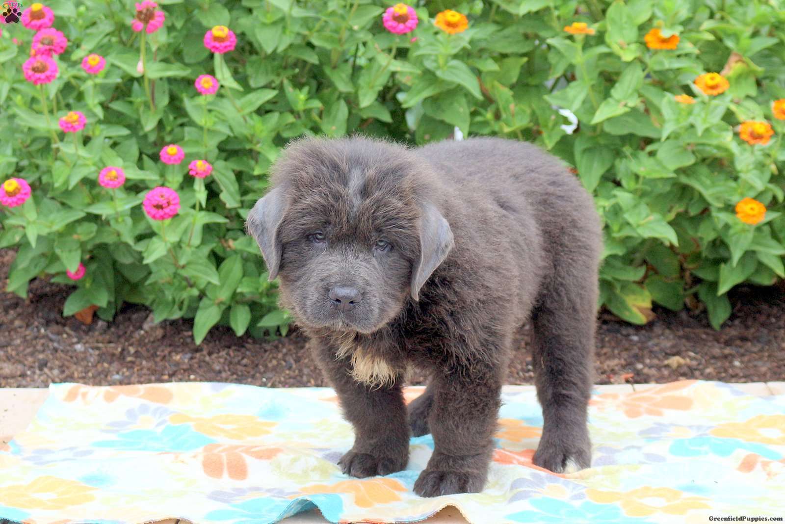 Sammy - Newfoundland Puppy For Sale in Pennsylvania