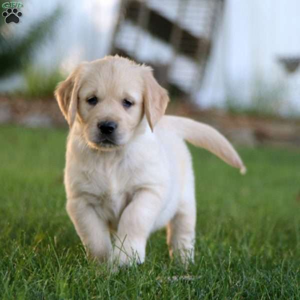 Sammy, Golden Retriever Puppy