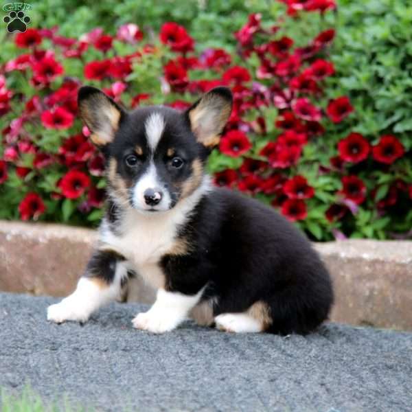 Sammy, Pembroke Welsh Corgi Puppy