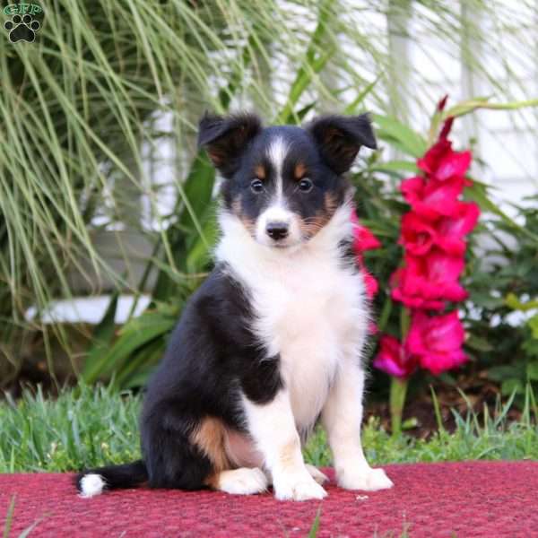 Sammy, Sheltie Puppy