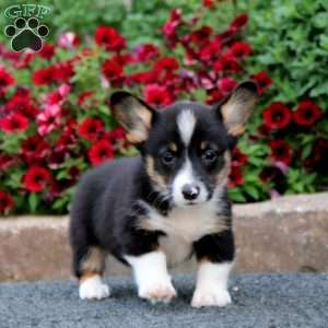 Sammy, Pembroke Welsh Corgi Puppy