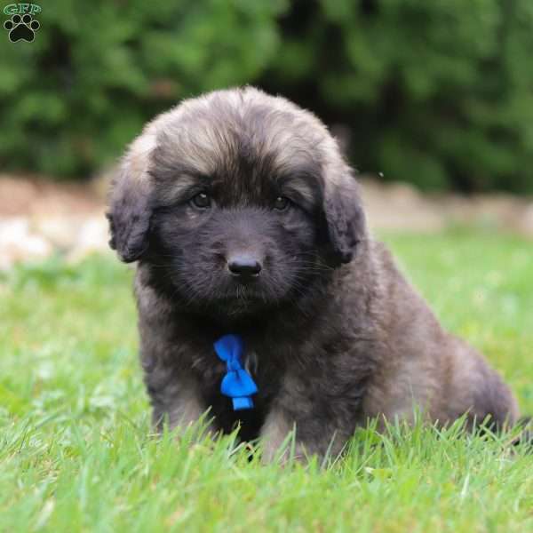 Samson, Newfoundland Mix Puppy