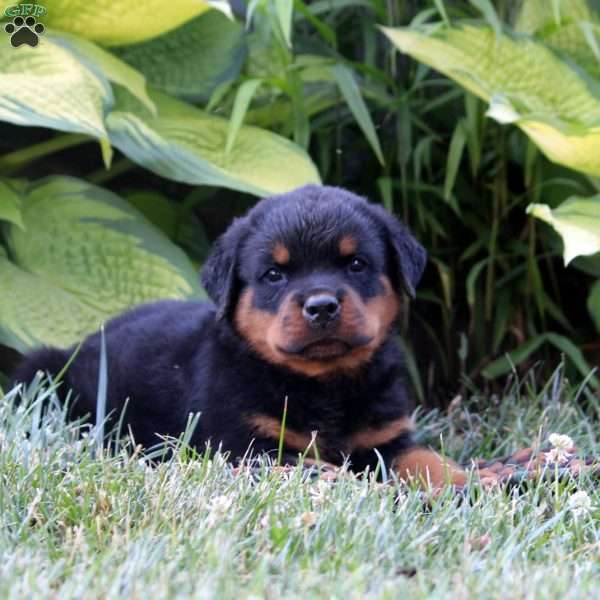 Sampson, Rottweiler Puppy