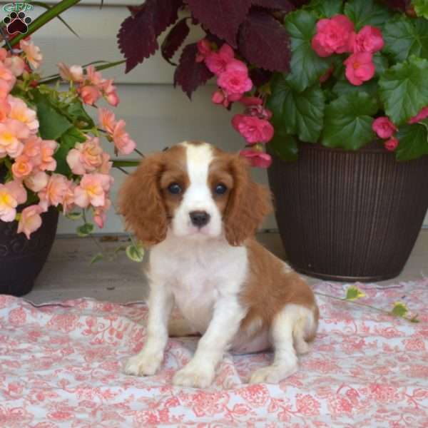 Samson, Cavalier King Charles Spaniel Puppy