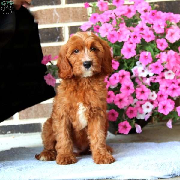 Samuel, Cavapoo Puppy