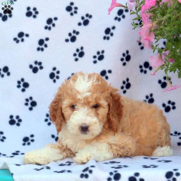 Sandy, Mini Bernedoodle Puppy