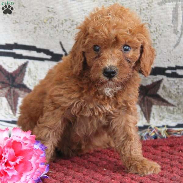 Sarah, Cavapoo Puppy