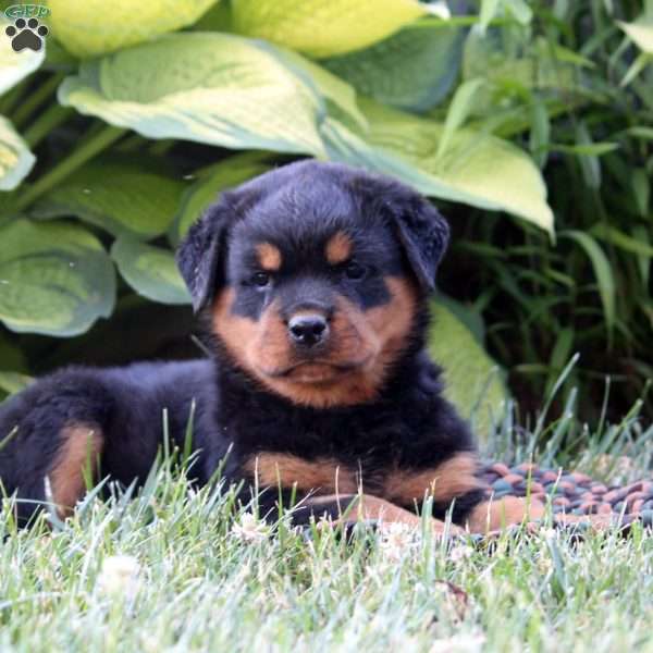 Sarah, Rottweiler Puppy