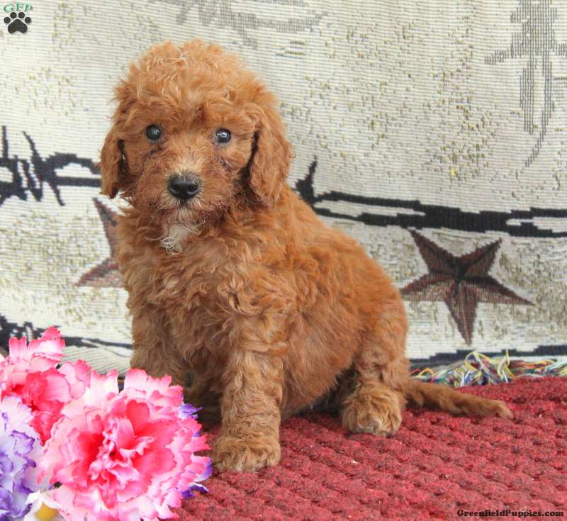 Sarah - Cavapoo Puppy For Sale in Pennsylvania