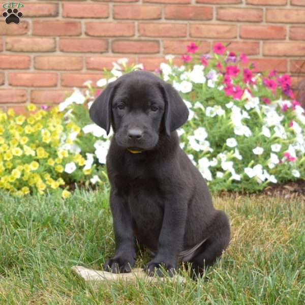 Sarge, Black Labrador Retriever Puppy