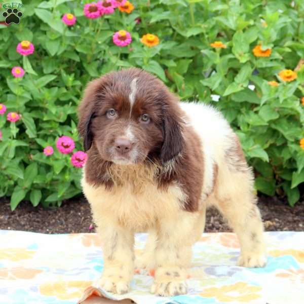 Sarie, Newfoundland Puppy