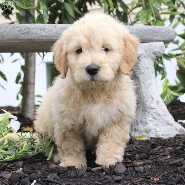 Sasha, Mini Goldendoodle Puppy