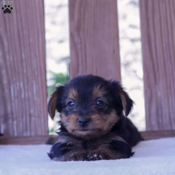 Sasha, Yorkie Puppy