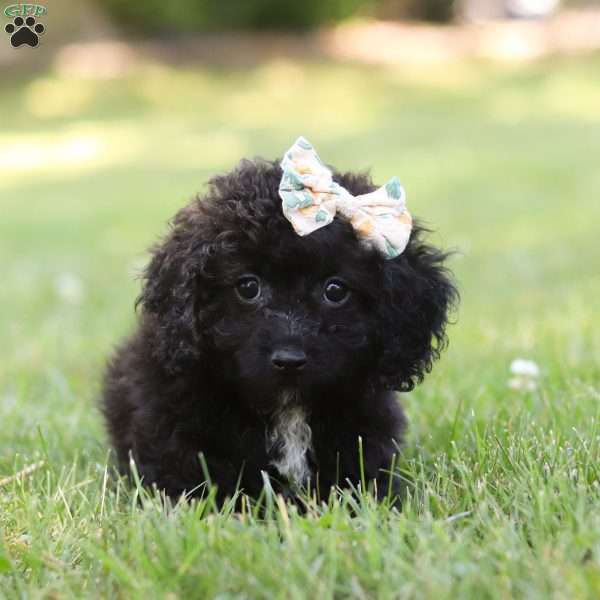 Sasha, Maltipoo Puppy