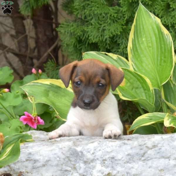 Sassy, Jack Russell Terrier Puppy