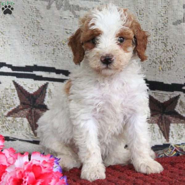 Saul, Cavapoo Puppy