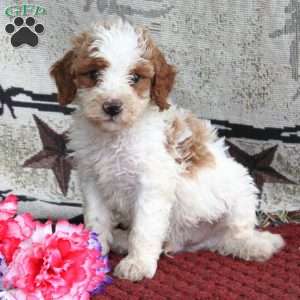 Saul, Cavapoo Puppy