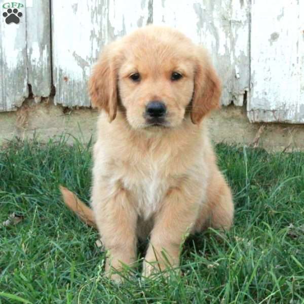 Sawyer, Golden Retriever Puppy