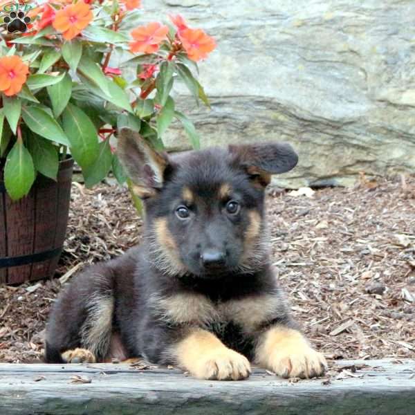 Saylor, German Shepherd Puppy