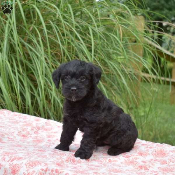 Scamper, Yorkie Mix Puppy