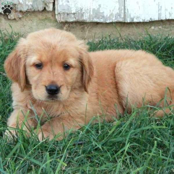 Scarlet, Golden Retriever Puppy