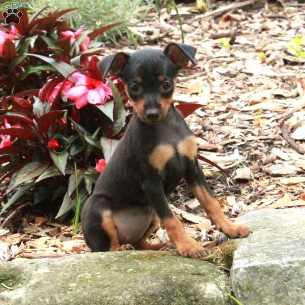 Scarlett, Miniature Pinscher Puppy