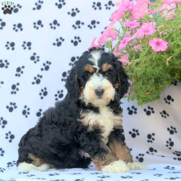 Scarlette, Mini Bernedoodle Puppy