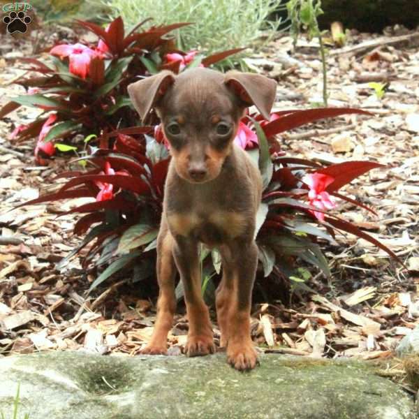 Scooby, Miniature Pinscher Puppy