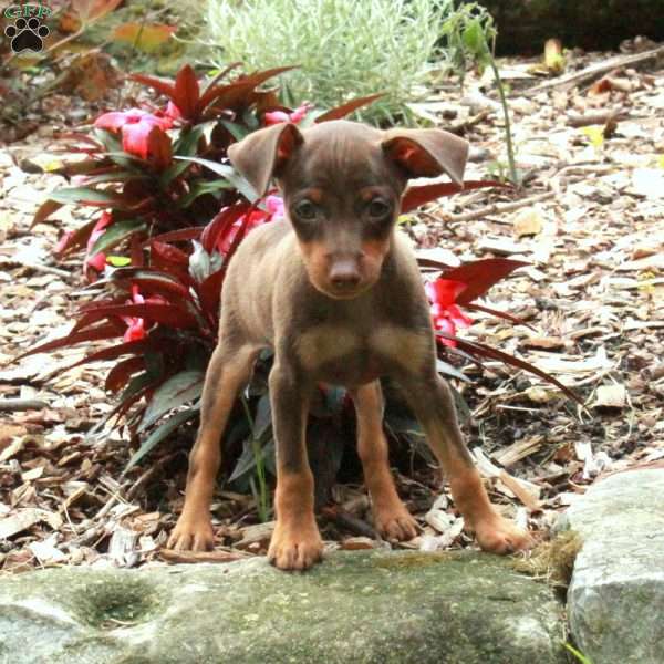 Scooter, Miniature Pinscher Puppy