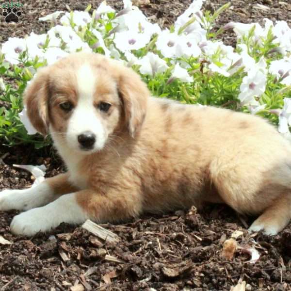 Scooter, Miniature Australian Shepherd Mix Puppy