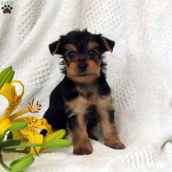 Scooter, Yorkie Puppy