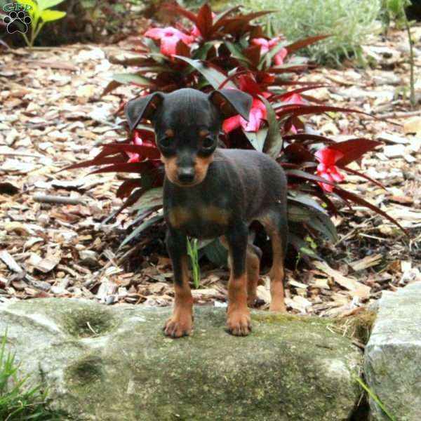 Scotia, Miniature Pinscher Puppy