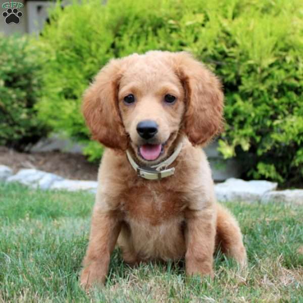 Scotty, Cockapoo Puppy