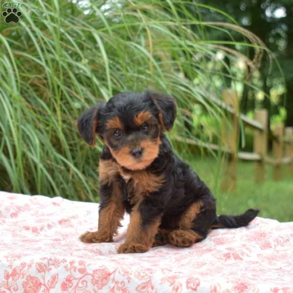 Scout, Yorkie Mix Puppy