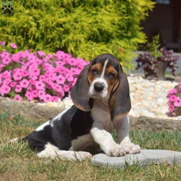 Scout, Basset Hound Puppy