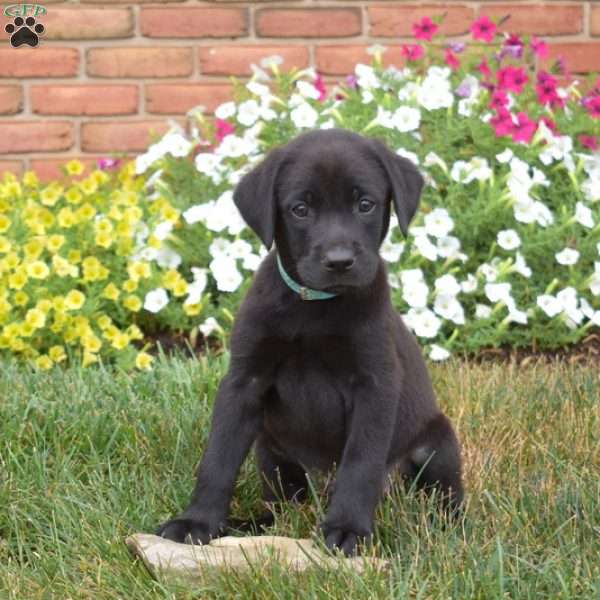 Scout, Black Labrador Retriever Puppy