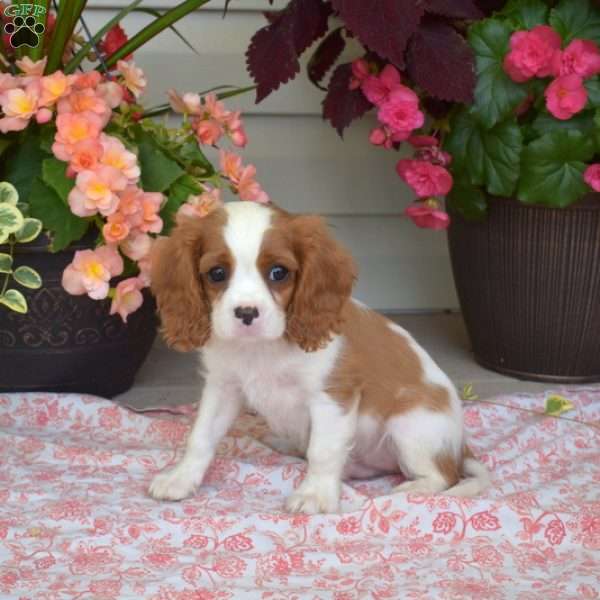 Scout, Cavalier King Charles Spaniel Puppy