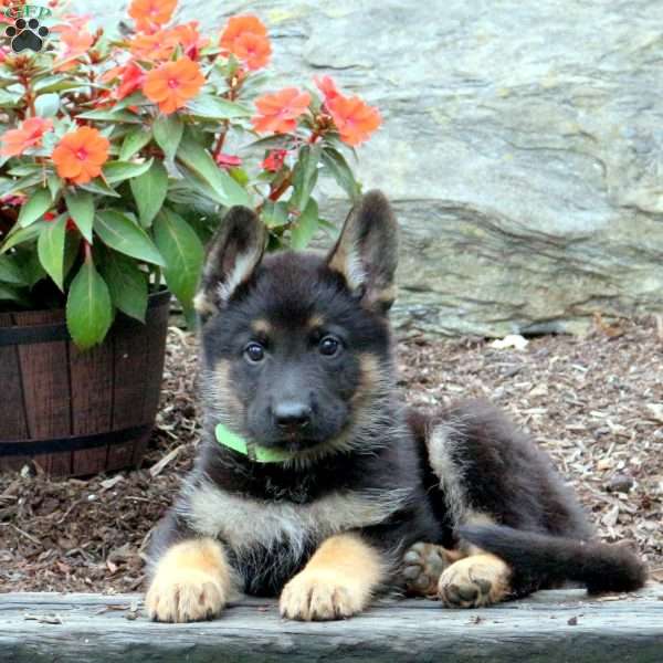 Scout, German Shepherd Puppy