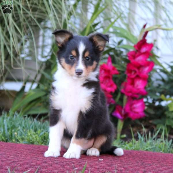 Scout, Sheltie Puppy