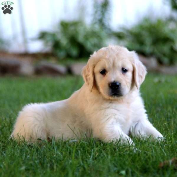 Scout, Golden Retriever Puppy