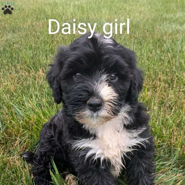 Daisy, Bernese Water Dog Puppy