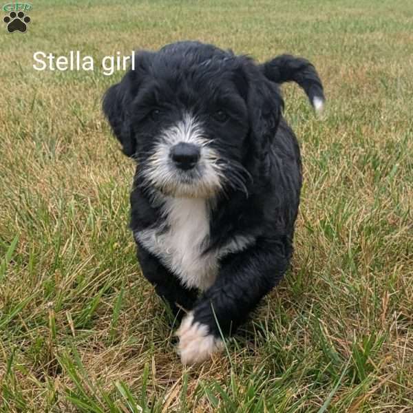 Stella, Bernese Water Dog Puppy