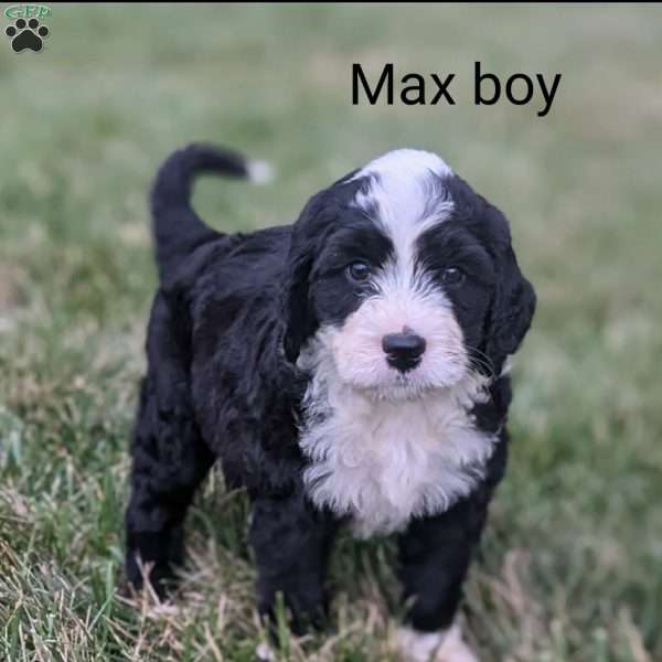 Max, Bernese Water Dog Puppy