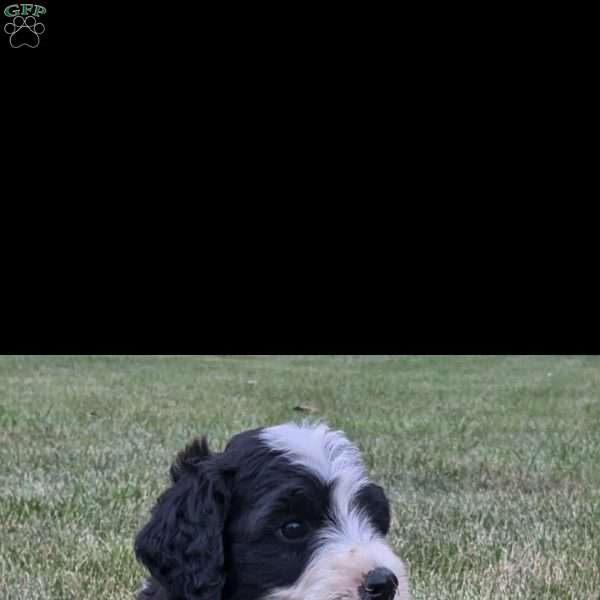 Oliver, Bernese Water Dog Puppy