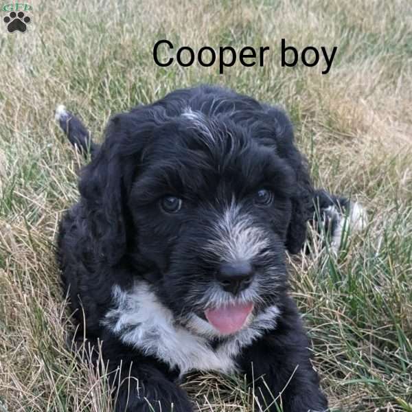 Cooper, Bernese Water Dog Puppy