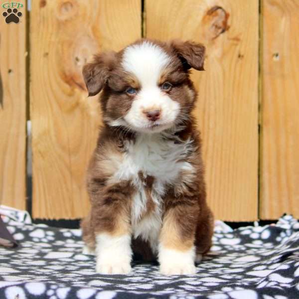 Sean, Miniature Australian Shepherd Puppy